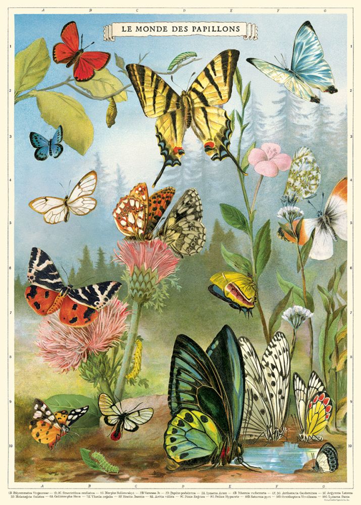 Poster - Butterflies