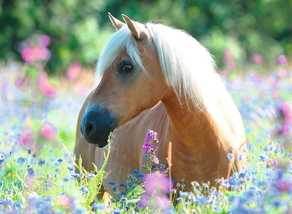 Wildflower Pony 9+