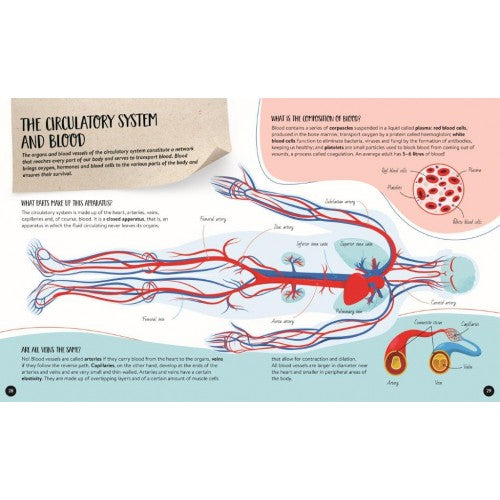 What, How, Why - The Human Body