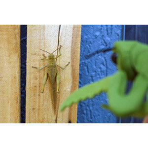 Finger Puppet - Praying Mantis