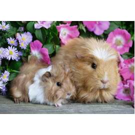 Guinea Pigs and Bunnies 3+